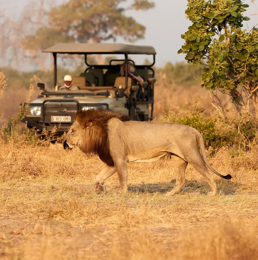 Africa — Safari & Wilderness