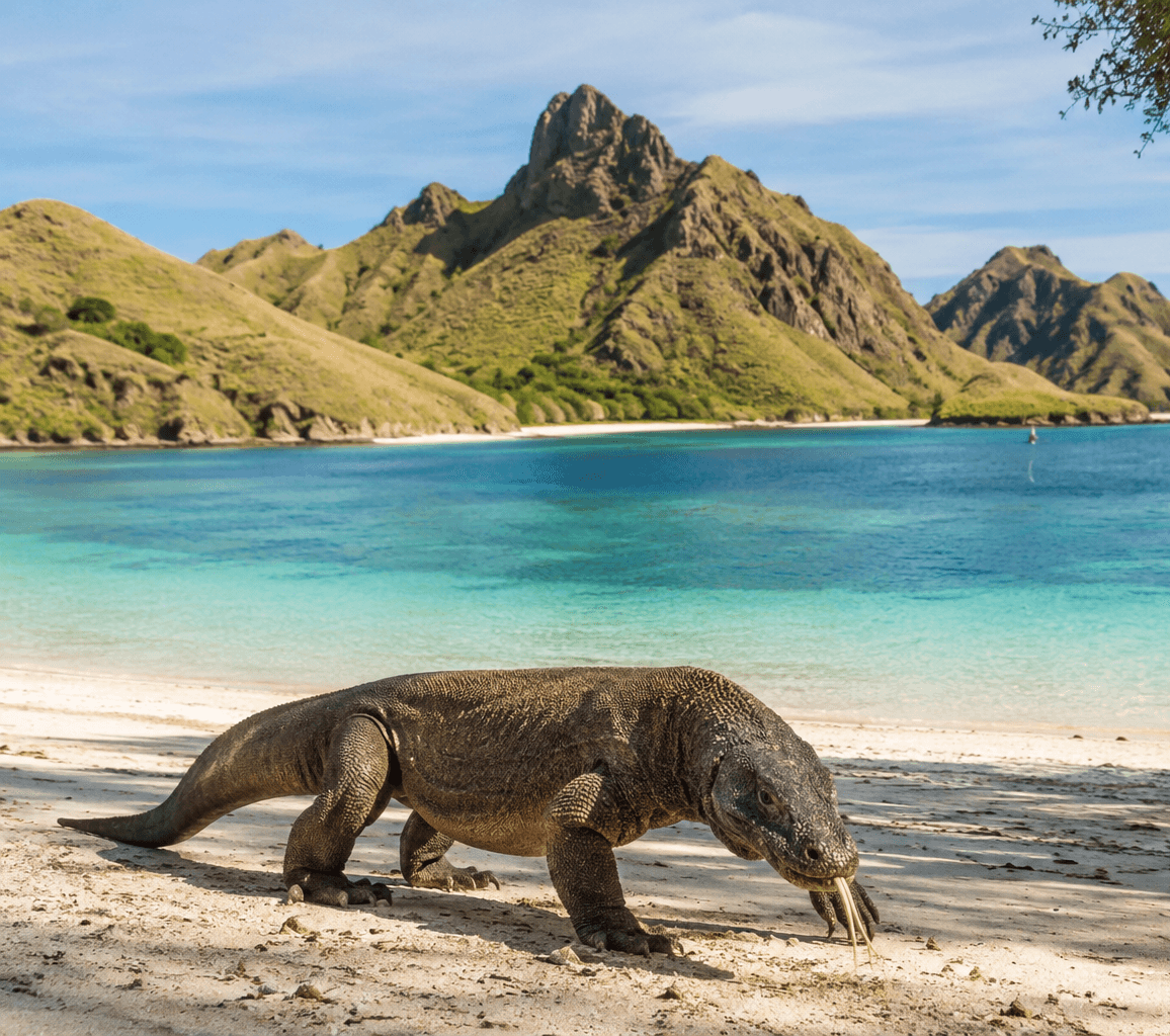 Indonesia - Komodo The Dragon Archipelago