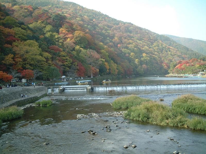 The bamboo groves of Arashiyama, in western Kyoto — often paired with the ceremony as an afternoon.